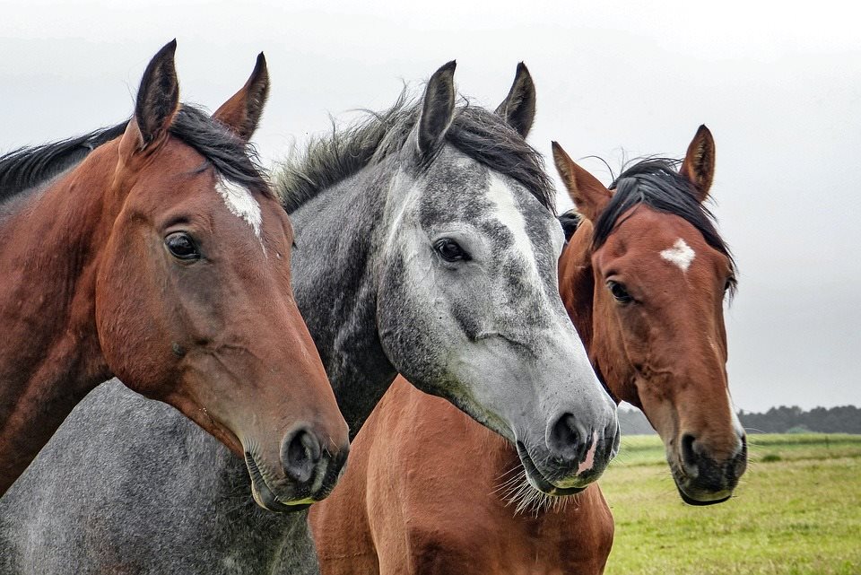 How Long Do Horses Live